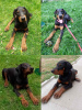 Additional photos: Doberman puppies