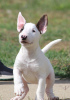 Photo №1. bull terrier - for sale in the city of Belgrade | negotiated | Announcement № 122367