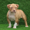 Photo №1. american bully - for sale in the city of Copenhague | 740$ | Announcement № 105799