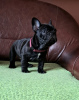 Photo №2 to announcement № 127651 for the sale of french bulldog - buy in Serbia 