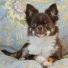 Photo №4. I will sell chihuahua in the city of Москва. private announcement, breeder - price - negotiated