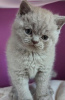 Photo №2 to announcement № 108611 for the sale of british shorthair - buy in Germany private announcement, from nursery, from the shelter, breeder