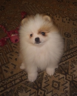 Photo №2 to announcement № 4047 for the sale of pomeranian - buy in Russian Federation breeder