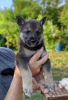 Photo №1. west siberian laika - for sale in the city of Монтана | negotiated | Announcement № 65683