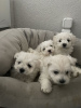 Photo №2 to announcement № 66241 for the sale of maltese dog - buy in Germany private announcement, breeder