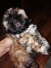 Photo №1. shih tzu - for sale in the city of Зарасай | 520$ | Announcement № 30013