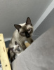 Photo №2 to announcement № 125433 for the sale of siamese cat - buy in Germany private announcement