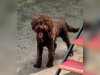 Photo №1. lagotto romagnolo - for sale in the city of Włocławek | 1004$ | Announcement № 125065