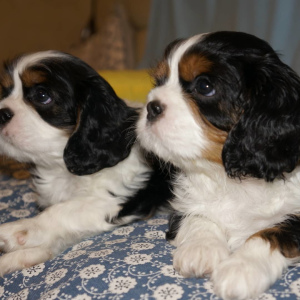 Photo №2 to announcement № 1182 for the sale of cavalier king charles spaniel - buy in Belarus private announcement