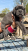 Photo №1. cane corso - for sale in the city of Châtelet | 650$ | Announcement № 55885