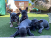 Photo №1. french bulldog - for sale in the city of Birmingham | negotiated | Announcement № 13674