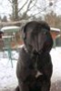 Photo №2 to announcement № 10565 for the sale of cane corso - buy in Ukraine private announcement, breeder