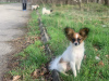 Additional photos: CONTINENTAL TOY SPANIEL/PAPILLON