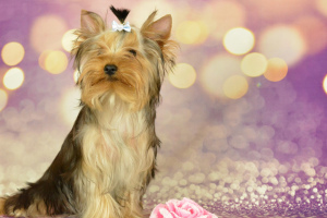 Photo №4. I will sell yorkshire terrier in the city of Balakovo. breeder - price - 966$