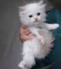 Photo №1. ragdoll - for sale in the city of Афины | negotiated | Announcement № 109870