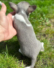 Photo №4. I will sell chihuahua in the city of Berlin. breeder - price - 317$