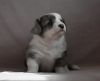 Photo №2 to announcement № 21676 for the sale of welsh corgi - buy in Russian Federation breeder