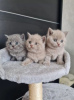 Photo №1. british shorthair - for sale in the city of Tartu | Is free | Announcement № 115663