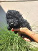 Photo №4. I will sell poodle (toy) in the city of Kikinda. private announcement - price - negotiated