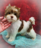 Photo №2 to announcement № 8354 for the sale of beaver yorkshire terrier - buy in Russian Federation private announcement