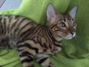 Photo №2 to announcement № 2444 for the sale of toyger - buy in Russian Federation breeder