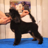 Additional photos: Miniature poodle male, born 06/30/24, the puppy is promising for exhibitions and