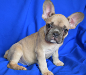 Photo №2 to announcement № 2974 for the sale of french bulldog - buy in Russian Federation from nursery