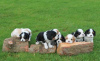Additional photos: Adorable King Charles Cavaliers