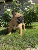 Additional photos: French bulldog from Don