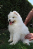 Additional photos: Samoyed puppies