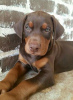 Photo №3. Doberman puppy. United States