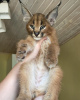 Photo №4. I will sell caracal in the city of Duisburg. private announcement, from nursery, from the shelter - price - Is free