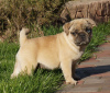Photo №4. I will sell pug in the city of Constanța. breeder - price - 1000$
