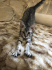 Additional photos: EGYPTIAN MAU KITTENS