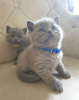 Photo №1. british shorthair - for sale in the city of Западные Афины | Is free | Announcement № 126131