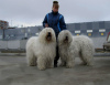 Photo №1. south russian sheepdog - for sale in the city of Tomsk | 405$ | Announcement № 11682