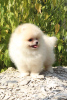 Photo №2 to announcement № 7693 for the sale of pomeranian - buy in Ukraine breeder