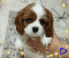 Additional photos: Cavalier King Charles Spaniel promising boy