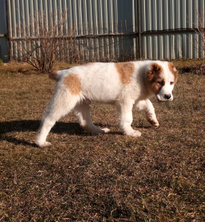 Photo №2 to announcement № 5790 for the sale of central asian shepherd dog - buy in Russian Federation breeder