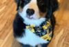 Photo №2 to announcement № 126902 for the sale of bernese mountain dog - buy in Germany private announcement