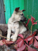 Photo №4. I will sell non-pedigree dogs in the city of Москва. private announcement - price - Is free