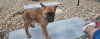 Photo №1. malinois - for sale in the city of Ljubljana | 264$ | Announcement № 117960