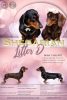 Photo №1. dachshund - for sale in the city of Kiev | 1445$ | Announcement № 9974