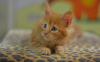 Photo №2 to announcement № 118045 for the sale of maine coon - buy in United States 