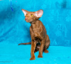 Photo №1. oriental shorthair - for sale in the city of Permian | negotiated | Announcement № 80747