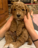 Photo №1. labradoodle - for sale in the city of Glyfada | 370$ | Announcement № 65070
