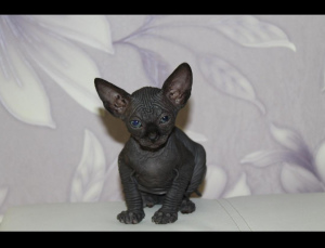 Photo №2 to announcement № 2105 for the sale of sphynx-katze - buy in Russian Federation private announcement, breeder