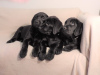 Photo №3. Labrador puppies. Germany