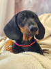 Additional photos: Dachshund UCI standard