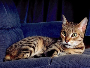 Photo №3. The rarest kitten Californian radiant in Poland !!!. Poland